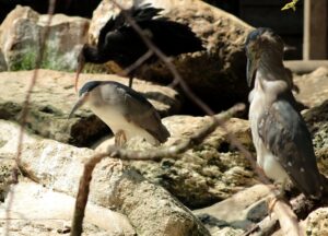 G5109dcb7fa8e6027ce0402349358e9dcdd734f0f1c177175e08b2ebd0148a7ce483ec3dfb7a0c44e06ee24352534c67c03f32213321a68e0bc32b5bac8f2d5f3 640